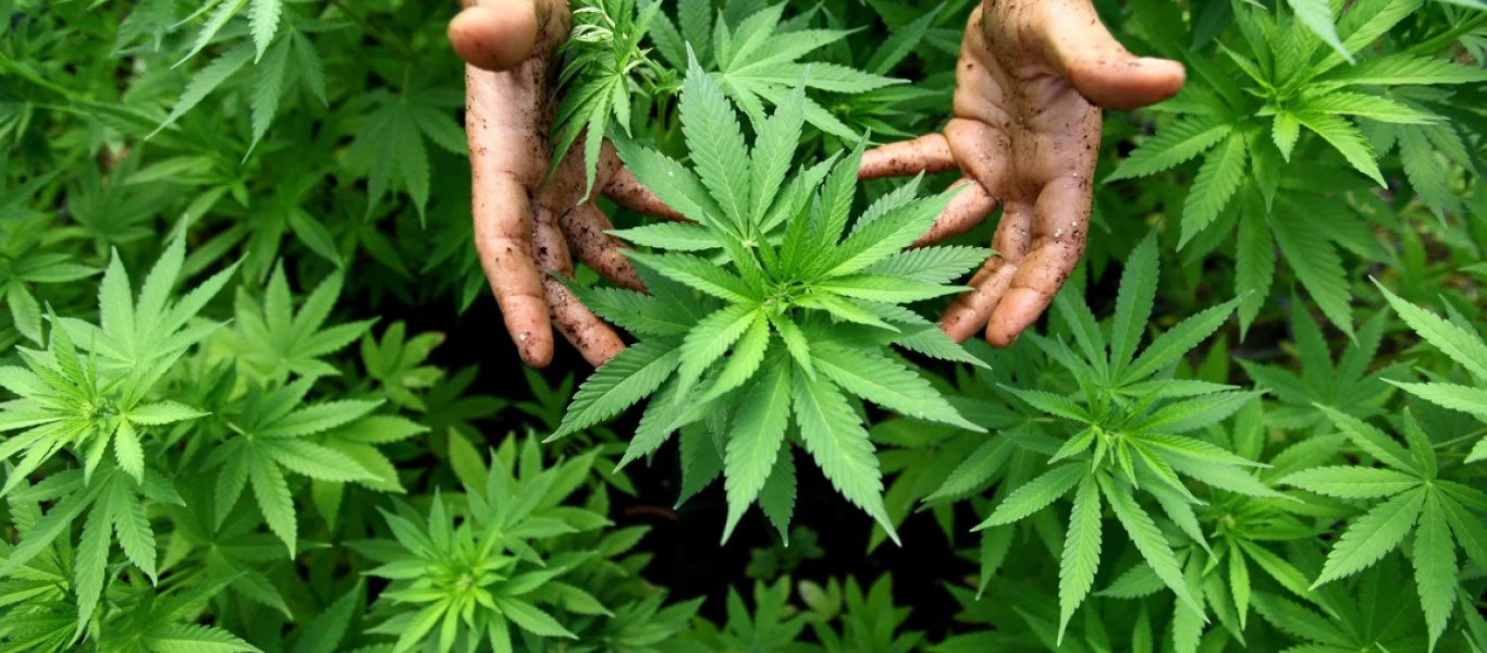 Η συχνή χρήση κάνναβης αυξάνει τον κίνδυνο εγκεφαλικού και καρδιακής αρρυθμίας στους νέους σύμφωνα με τους ερευνητές